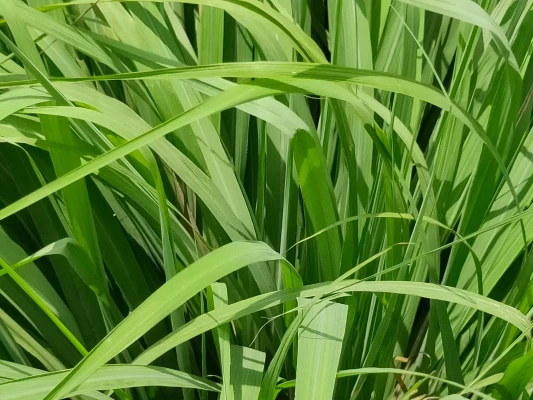 CITRONELLA.webp