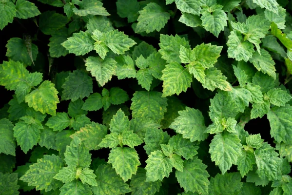 patchouli.webp